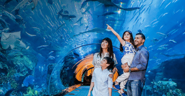 Dubai Aquarium & Underwater Zoo - Dubai Akvaryumu ve Sualtı Hayvanat Bahçesi - Rehberi ve Biletler