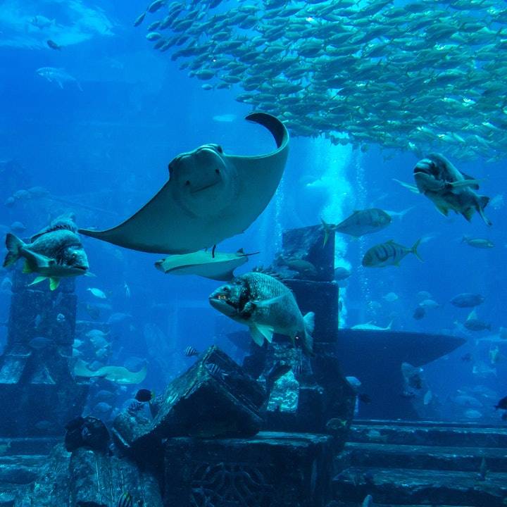 Dubai Aquarium & Underwater Zoo - Dubai Akvaryumu ve Sualtı Hayvanat Bahçesi - Rehberi ve Biletler