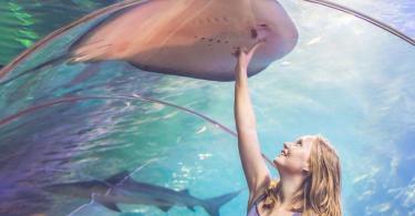 Dubai Aquarium & Underwater Zoo - Dubai Akvaryumu ve Sualtı Hayvanat Bahçesi - Rehberi ve Biletler (9)