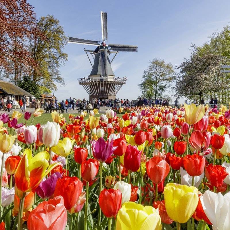 Hollanda Lisse Şehri Bilet ve Turları Hollanda Lisse Şehri Bilet ve Turları