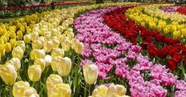 Keukenhof Bahçeleri