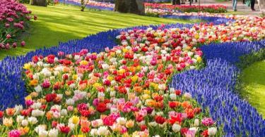 Keukenhof Bahçeleri