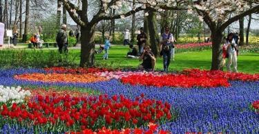 Keukenhof Bahçeleri