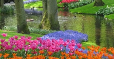 Keukenhof Bahçeleri