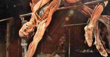 Body Worlds Mutluluk Projesi Bileti