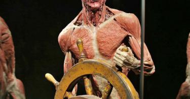 Body Worlds Mutluluk Projesi Bileti