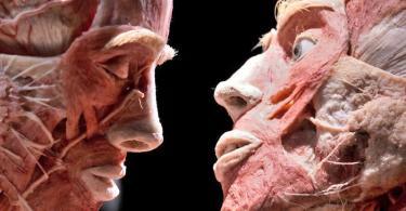 Body Worlds Mutluluk Projesi Bileti