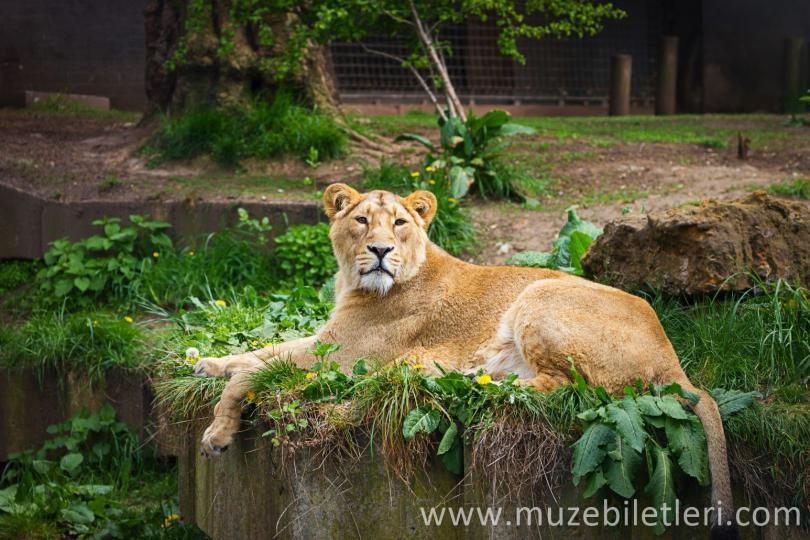 Londra Hayvanat Bahçesi - Aslan