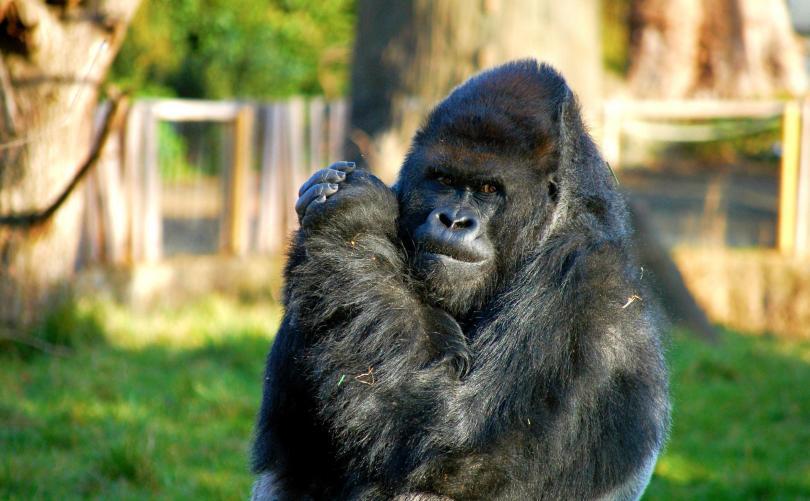 Londra Hayvanat Bahçesi - Gorilla Kingdom