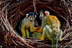 Londra Hayvanat Bahçesi - Maymunlar
