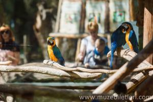 Londra Hayvanat Bahçesi - Papağanlar