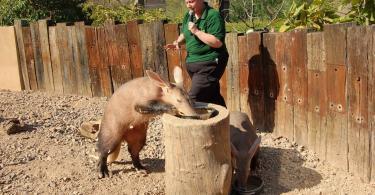 ZSL London Zoo görevlisi ziyaretçilere yer domuzunu anlatıyor.
