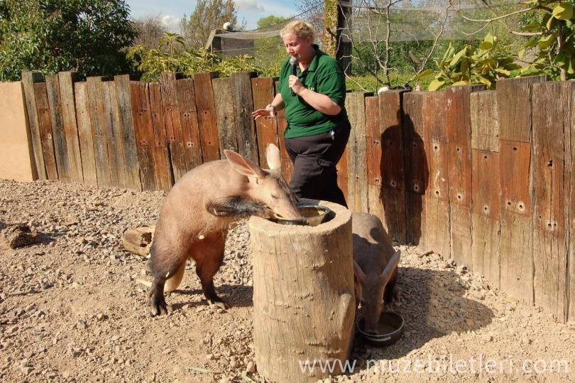 ZSL London Zoo görevlisi ziyaretçilere yer domuzunu anlatıyor.